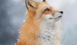 狐狸在线手机观看,手机端畅享精彩影视时光